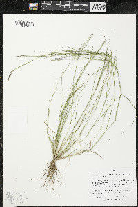 Sporobolus vaginiflorus image