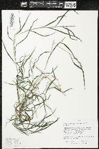 Muhlenbergia frondosa image