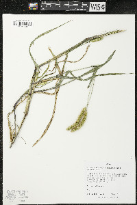 Setaria pumila image