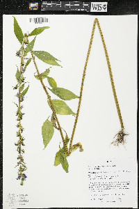 Campanulastrum americanum image