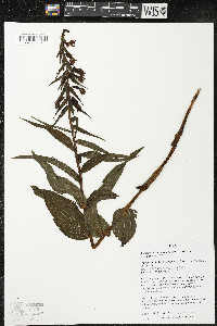 Epipactis helleborine image