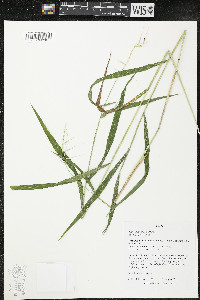 Elymus hystrix image