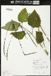Phryma leptostachya image