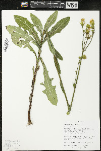 Sonchus arvensis image