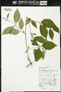 Philadelphus coronarius image