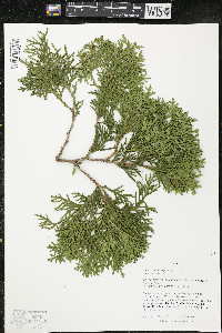 Thuja occidentalis image
