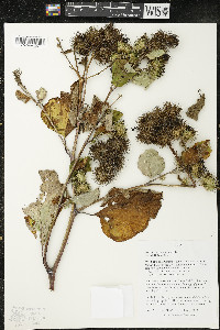 Arctium lappa image