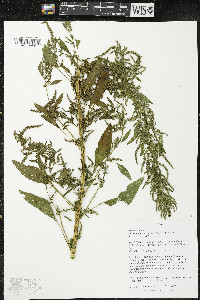 Amaranthus tuberculatus image