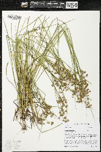 Juncus nodosus image