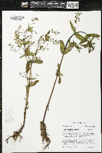 Veronica anagallis-aquatica image