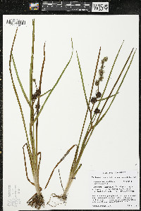 Sparganium emersum image