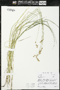 Carex tenera image