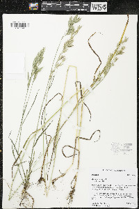 Bromus arvensis image