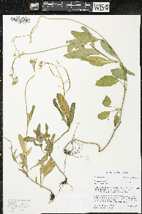 Brassica rapa image