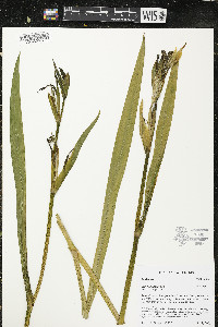 Iris pseudacorus image