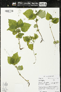 Circaea alpina image