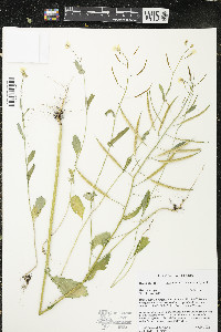 Brassica rapa image