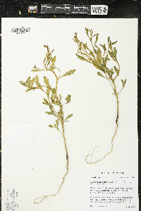Cakile edentula image
