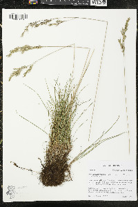 Festuca trachyphylla image