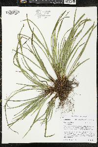 Carex backii image