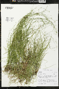 Carex trisperma image