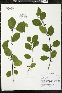 Frangula alnus image