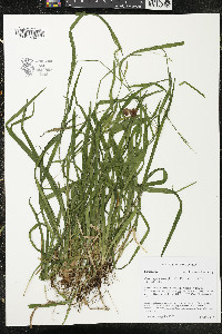 Carex leptonervia image