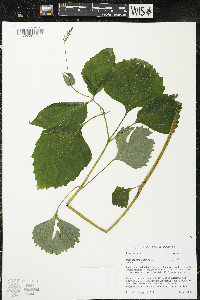 Phryma leptostachya image