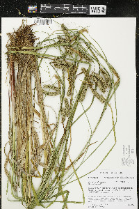 Carex pseudocyperus image