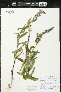 Stachys palustris image