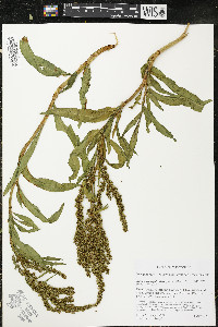 Rumex triangulivalvis image