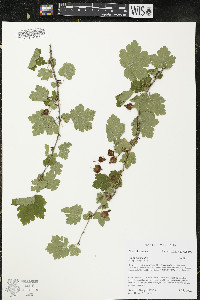 Ribes cynosbati image