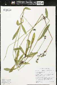 Hieracium piloselloides image