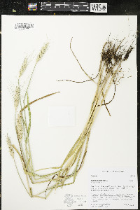 Triticum aestivum image