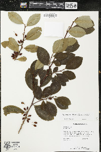 Erythroxylum guatemalense image
