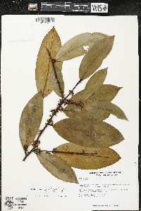 Erythroxylum gracilipes image