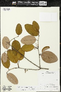 Erythroxylum roraimae image