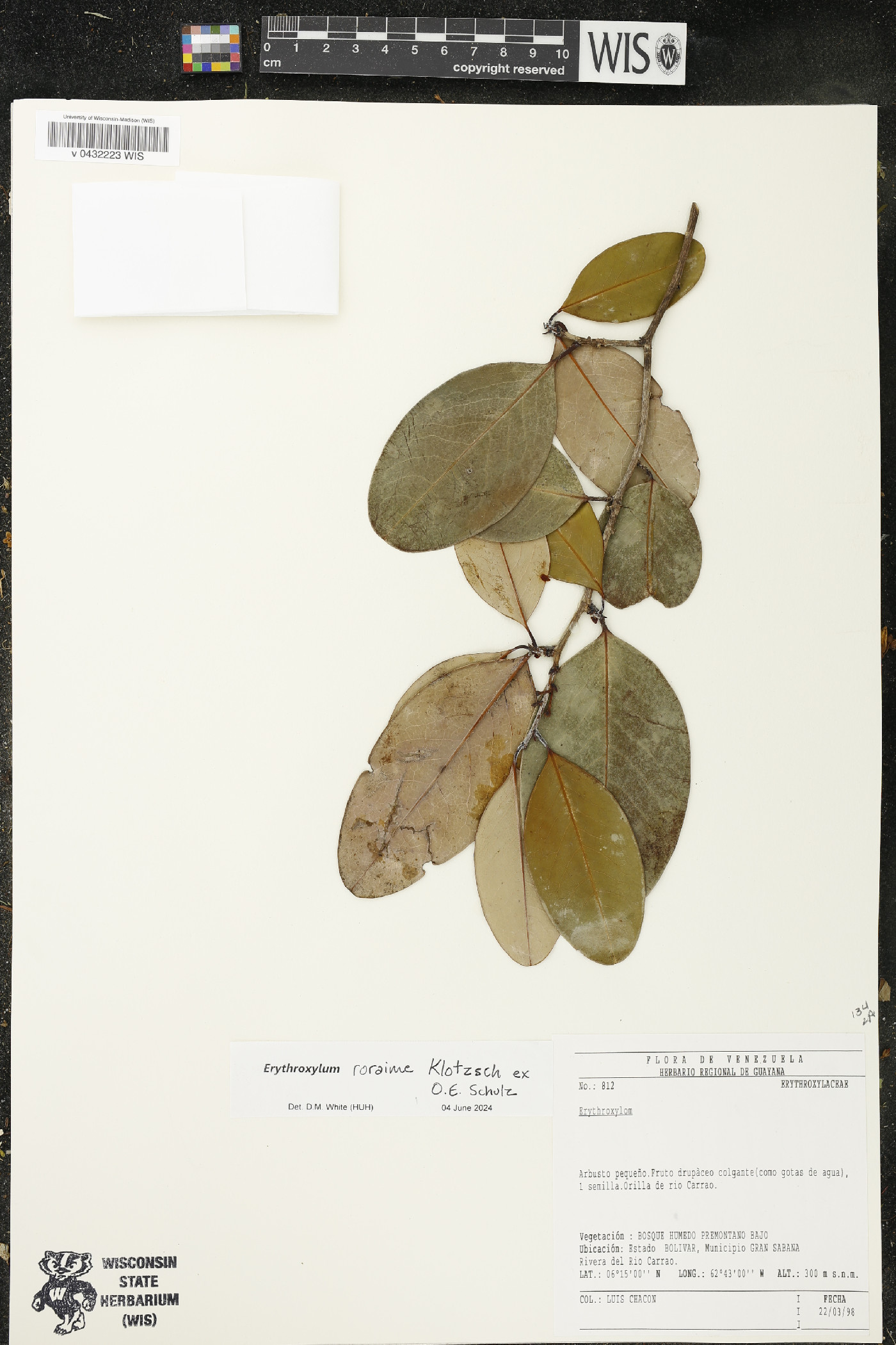 Erythroxylum roraimae image