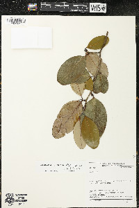 Image of Erythroxylum roraimae