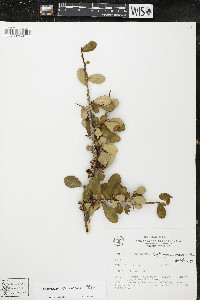 Image of Erythroxylum cumanense