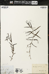 Veronica scutellata image