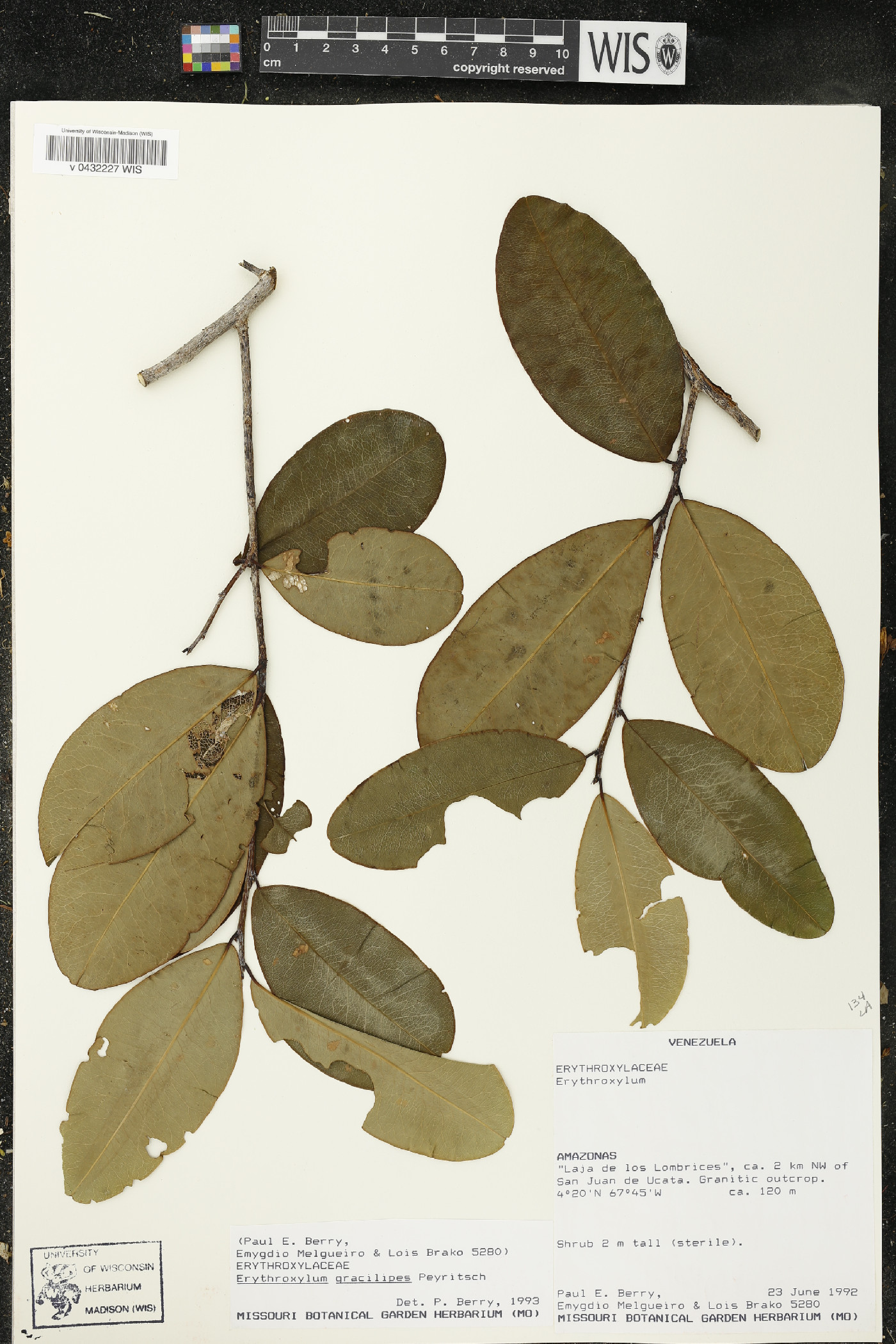 Erythroxylum gracilipes image