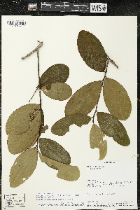 Erythroxylum gracilipes image