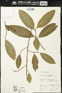 Erythroxylum gracilipes image