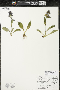 Swertia perennis image