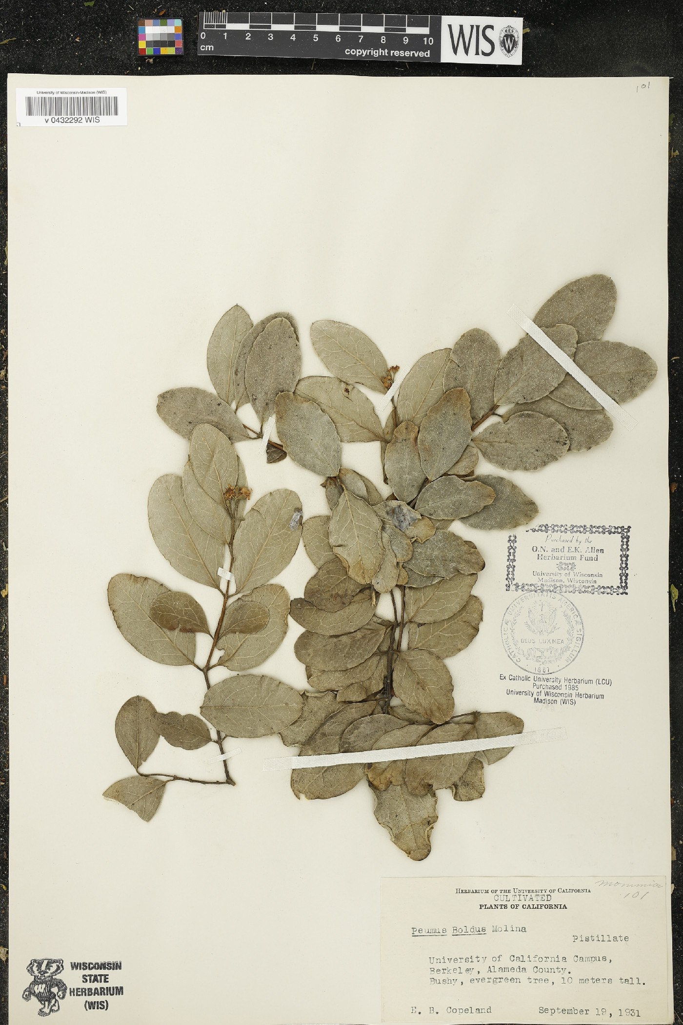 Peumus boldus image