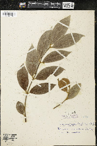 Palmeria scandens image