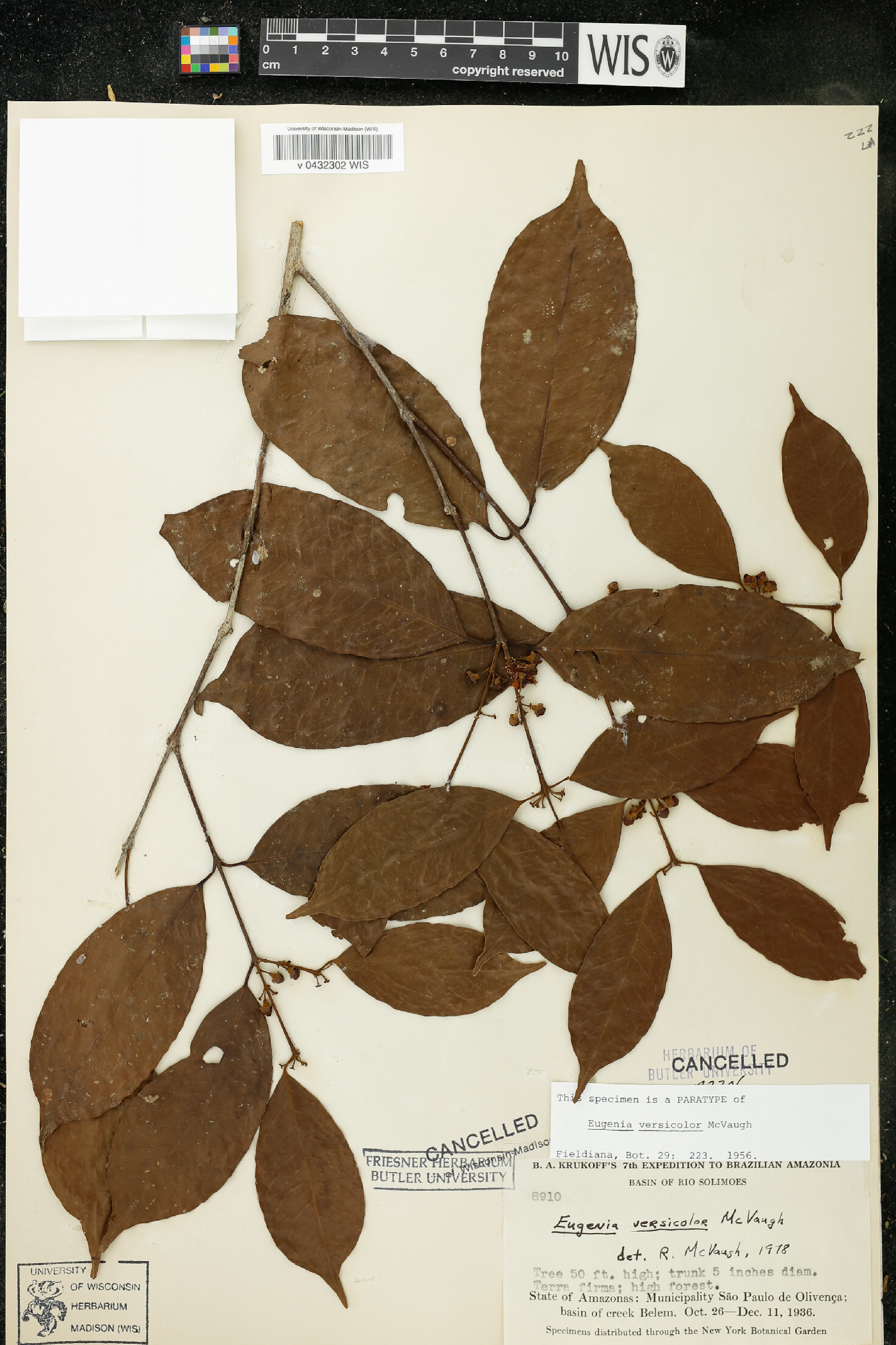 Eugenia versicolor image