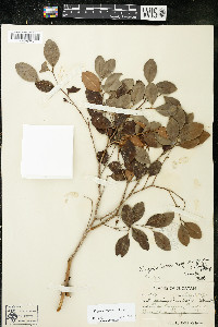 Eugenia gaumeri image