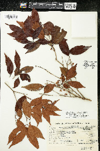 Eugenia convexinervia image